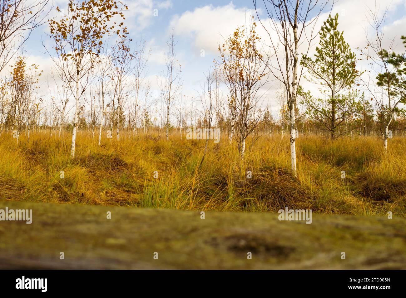 Vista di una palude autunnale con alberi a Yelnya, Bielorussia. Ecosistemi problemi ambientali cambiamenti climatici. Foto Stock