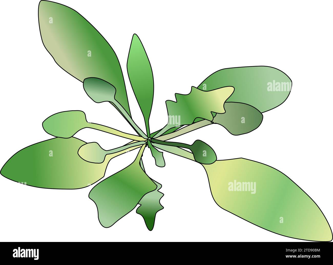 Arabidopsis rosette Illustrazione Vettoriale
