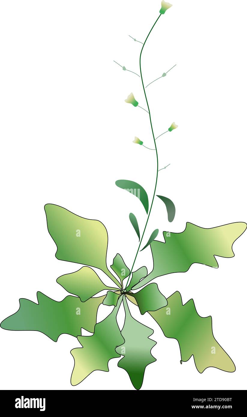 Bolting Arabidopsis Illustrazione Vettoriale