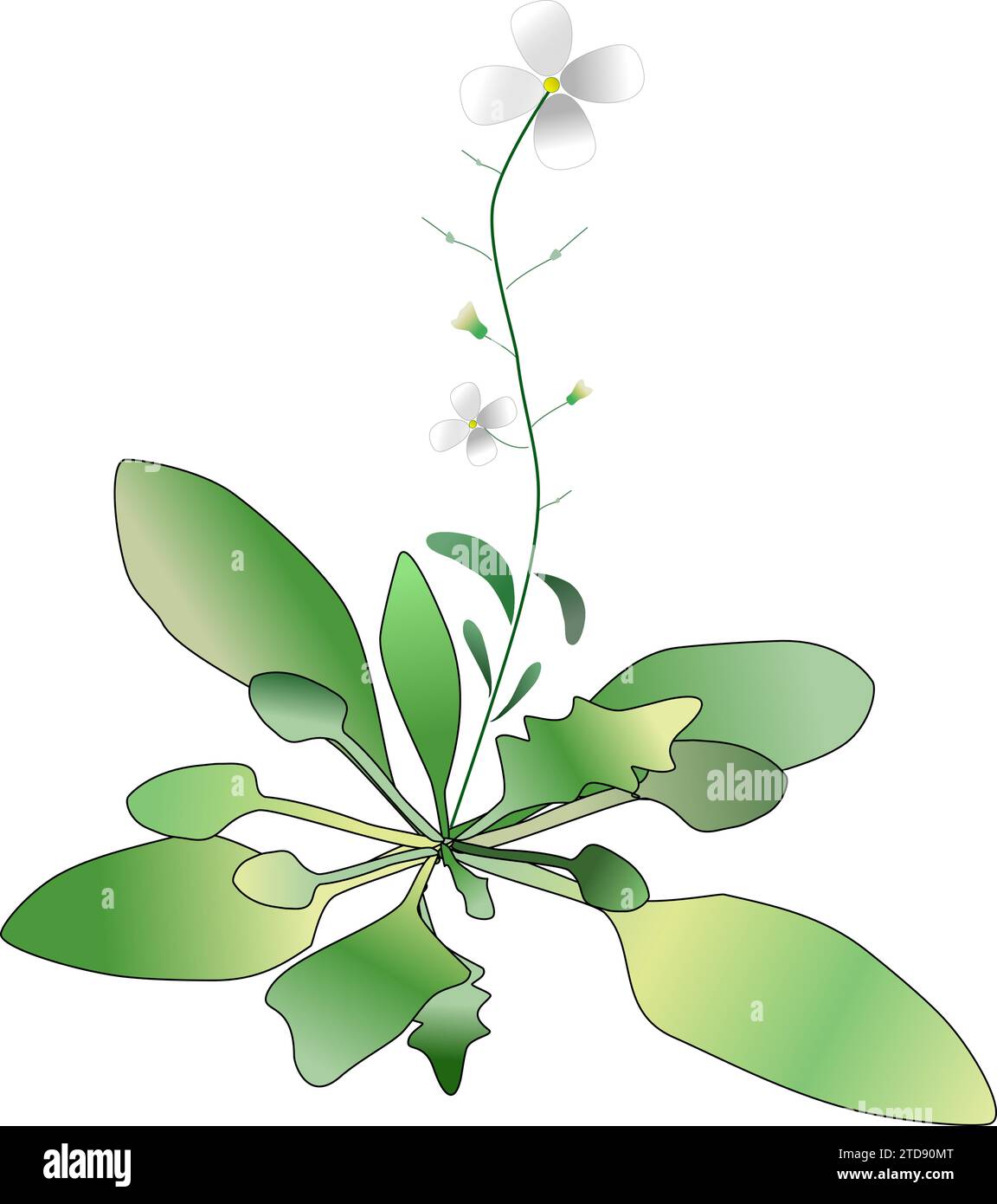Fioritura Arabidopsis lyrata - linea tedesca Illustrazione Vettoriale