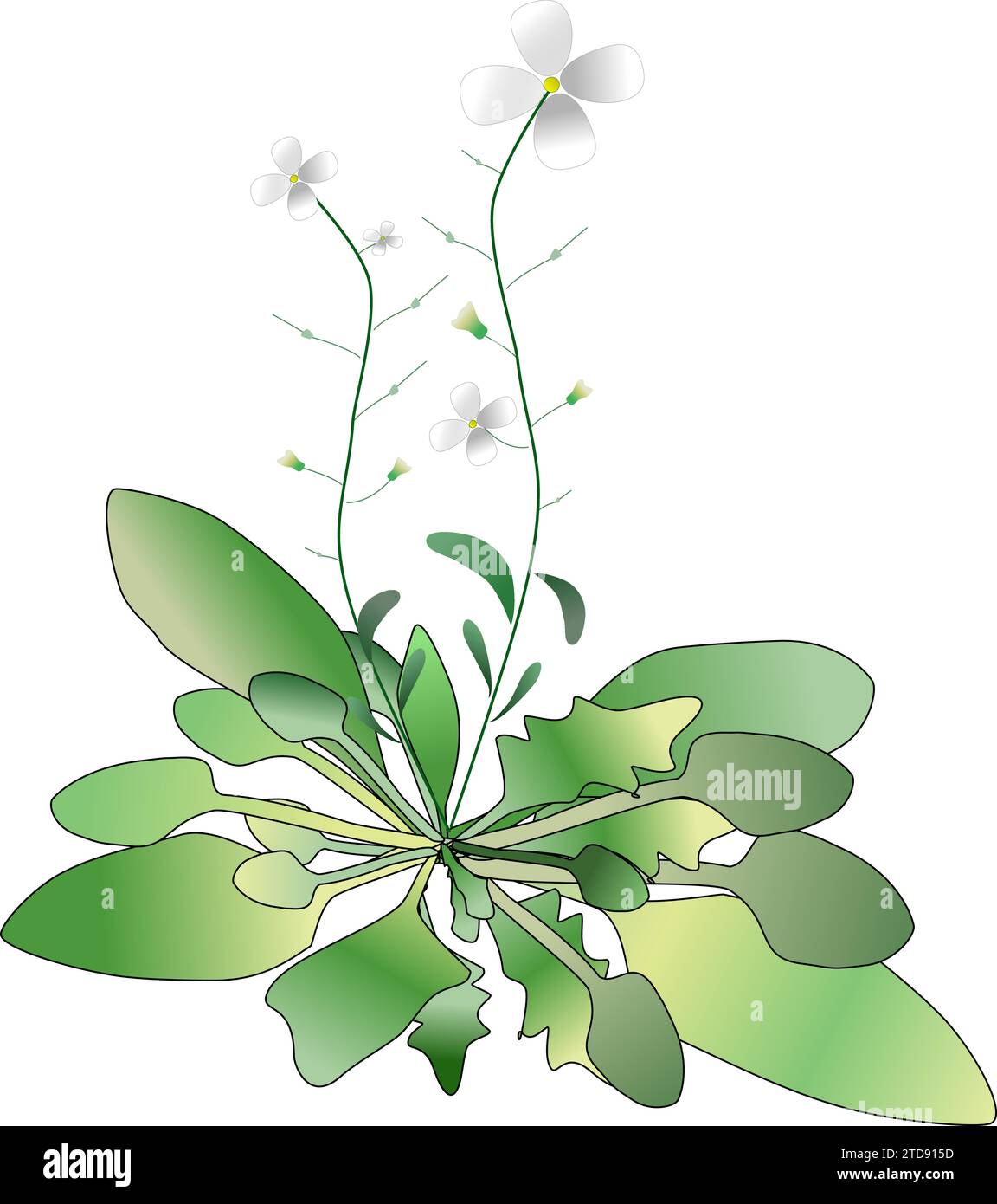 Fioritura Arabidopsis lyrata - linea tedesca - più fiori Illustrazione Vettoriale