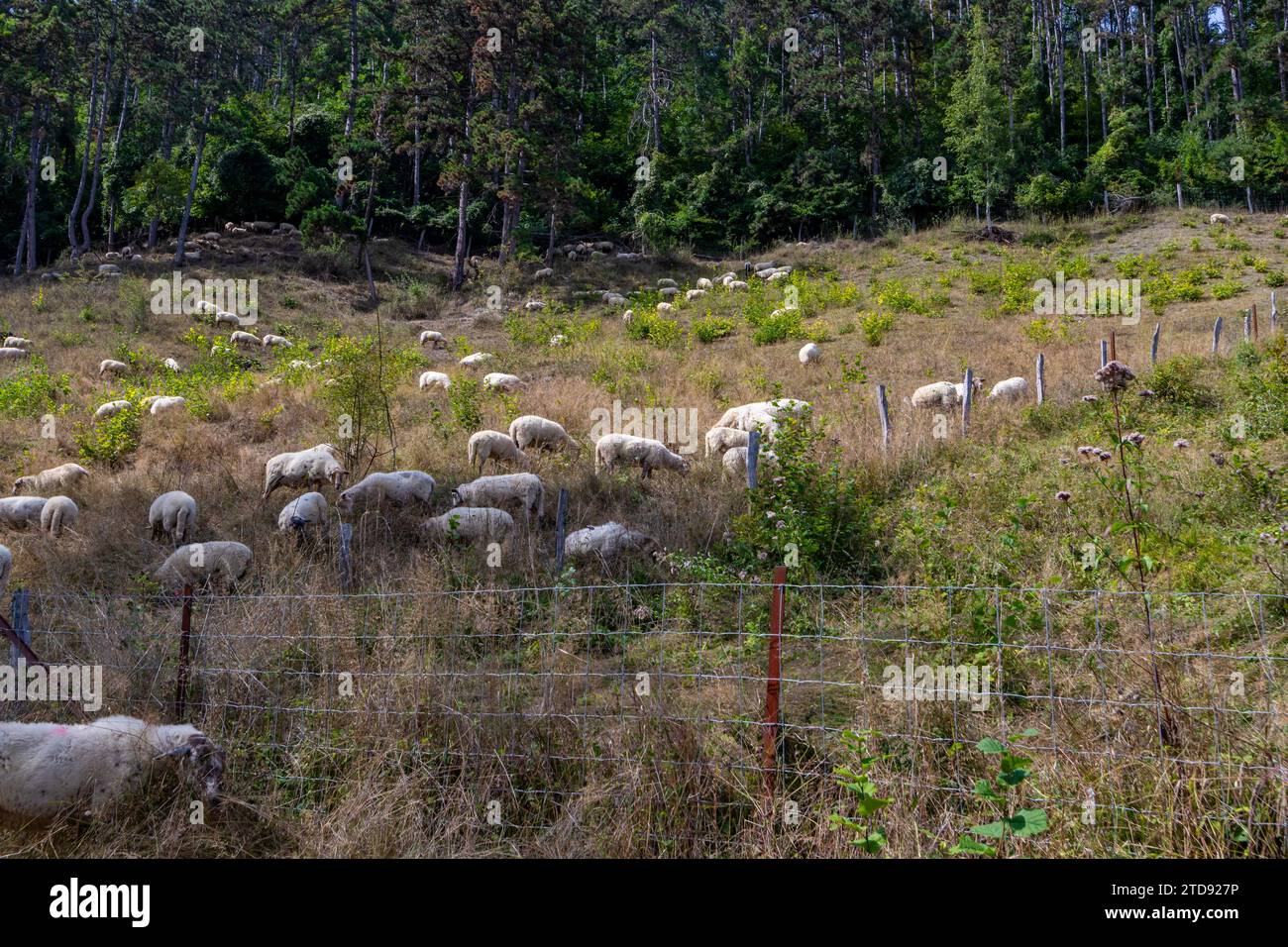 Gregge di pecore bianche che pascolano tranquillamente su erba secca selvatica, vegetazione verde sullo sfondo, accanto alla riserva naturale Thier de Lanaye nella parte belga di Foto Stock