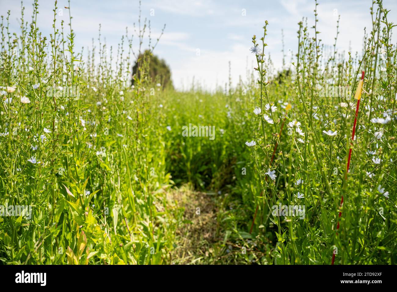 Piante alte di cicoria verde in un campo in primavera Foto Stock