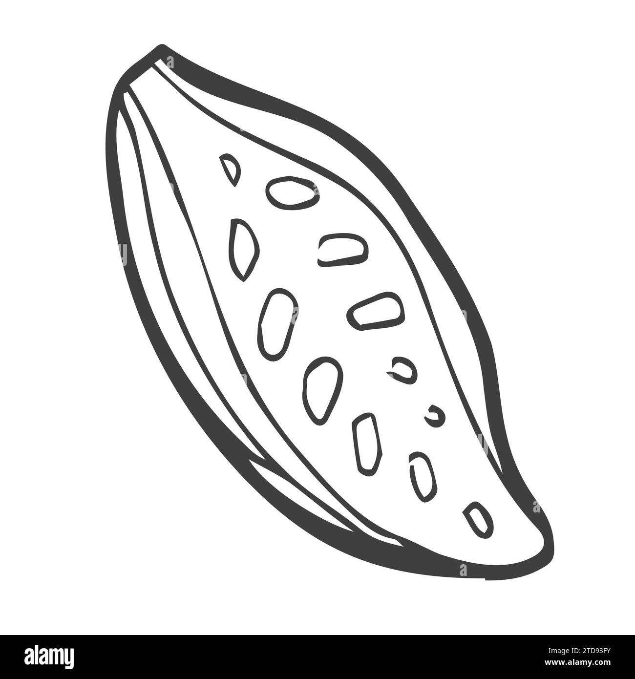 Fagioli di cacao estratti a mano. Contorno vettoriale del chicco di cacao nel vecchio stile a inchiostro. Icona del cacao per brochure, banner e menu del ristorante Illustrazione Vettoriale