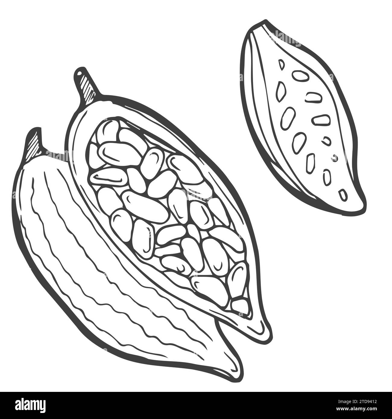 Schizzo delle piante di cacao. Illustrazione disegnata a mano convertita Illustrazione Vettoriale