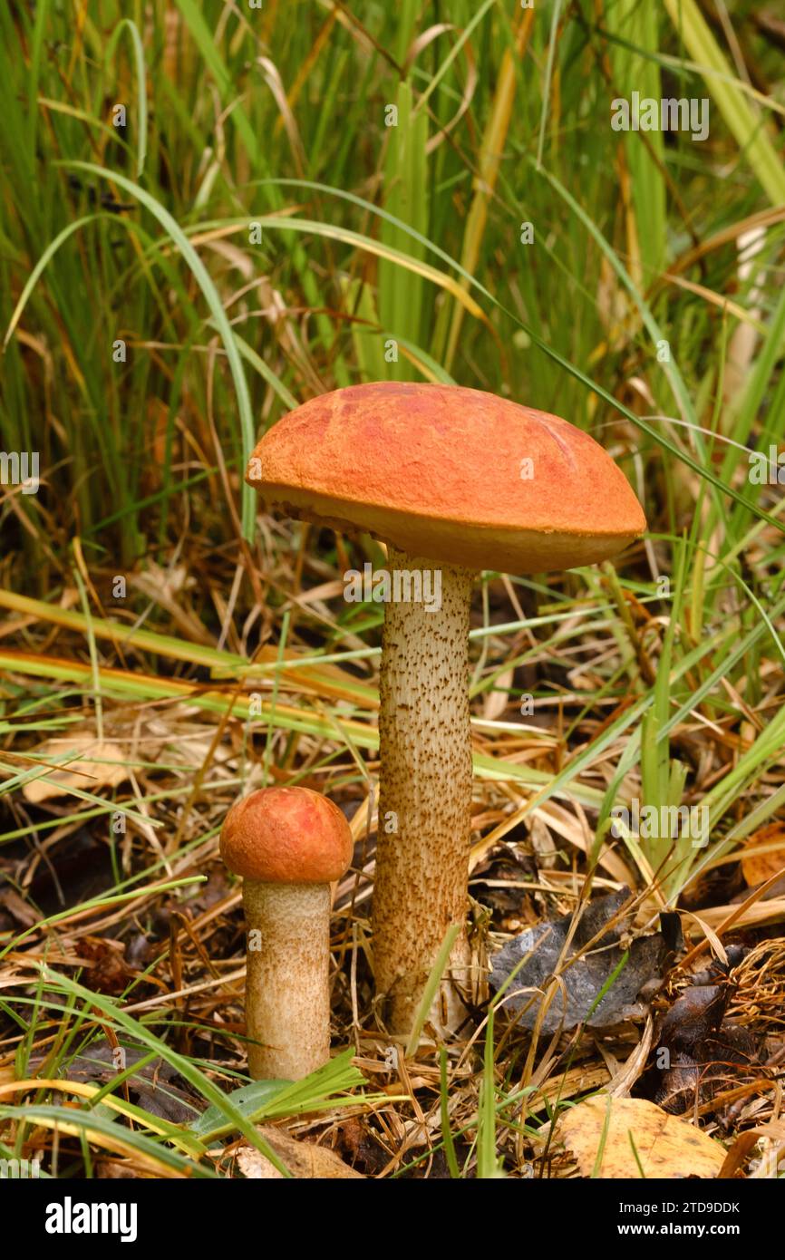 Due alberi rossi di aspen crescono nella foresta. Funghi nella foresta. Raccolta di funghi. Foto Stock