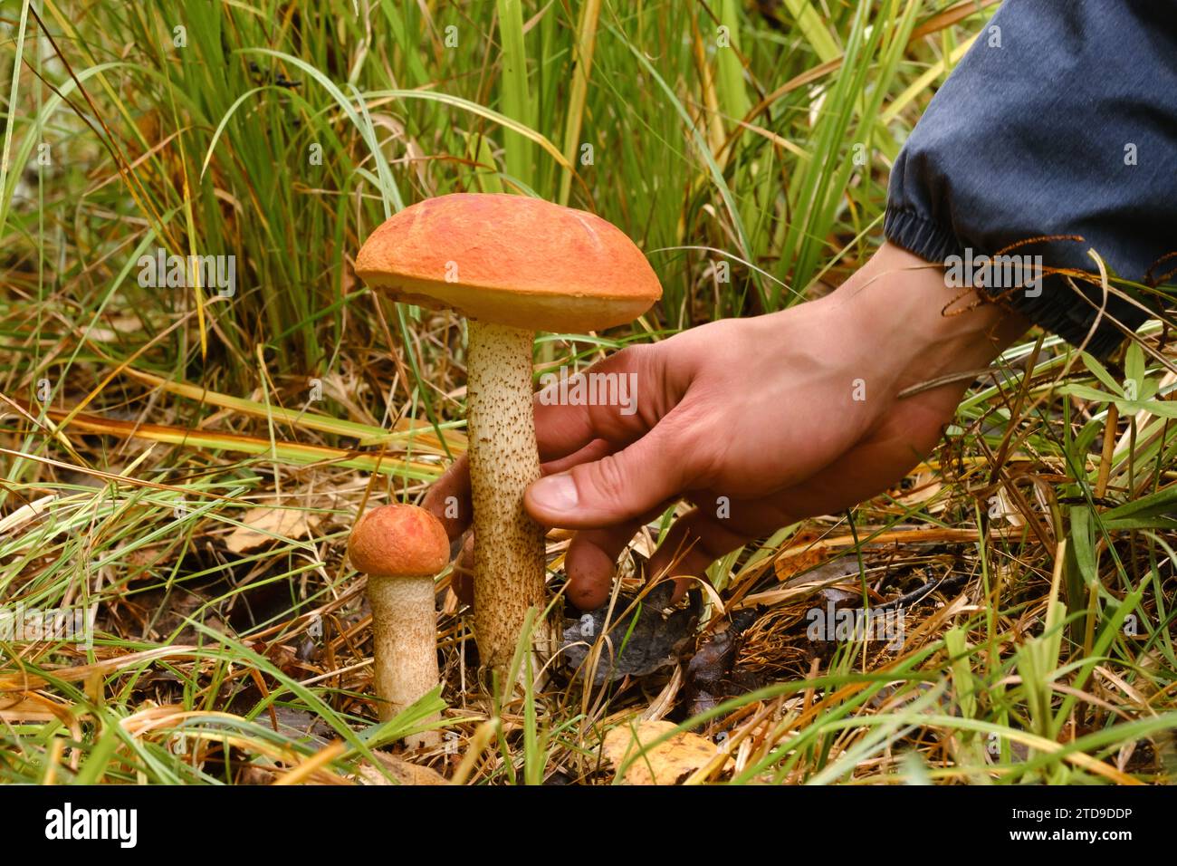 Una mano si allunga per strappare un fungo aspen che cresce nella foresta. Funghi nella foresta. Raccolta di funghi. Foto Stock