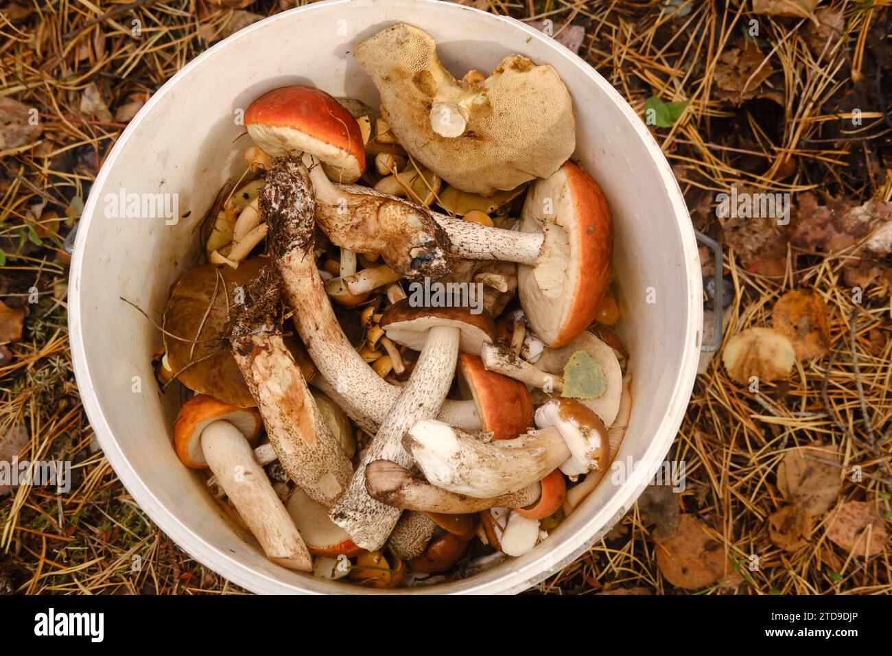 ci sono molti funghi selvatici di aspen e more nel secchio . Funghi nella foresta. Raccolta di funghi. Foto Stock