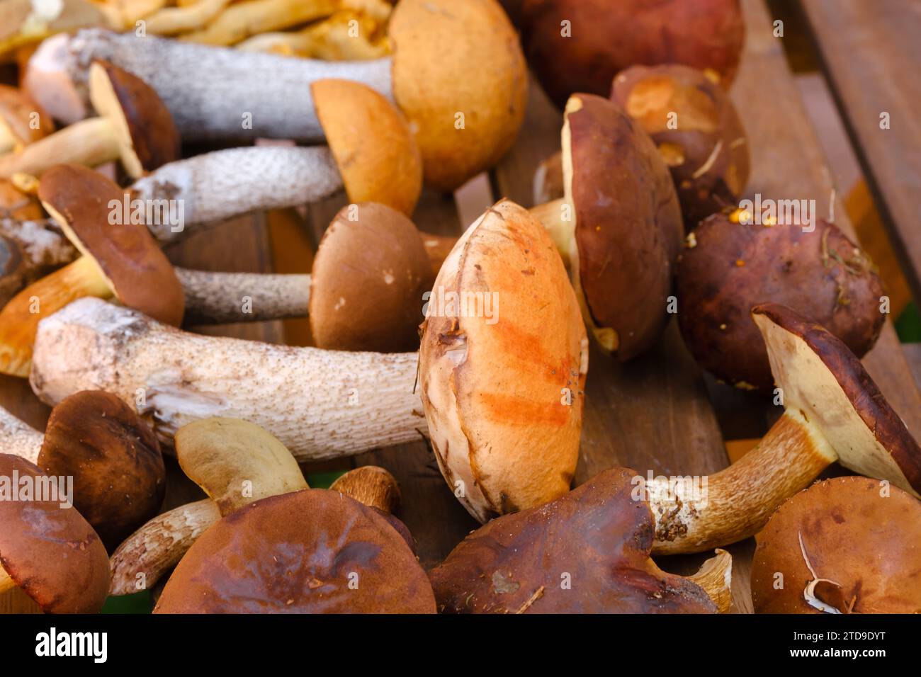 Ci sono molti funghi selvatici sul tavolo , aspen e more . Funghi nella foresta. Raccolta di funghi. Foto Stock