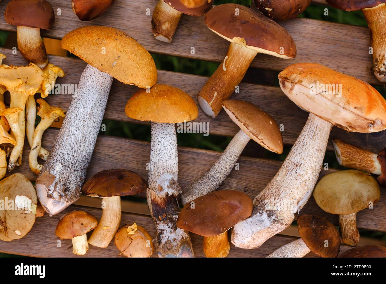 Ci sono molti funghi selvatici sul tavolo , aspen e more . Funghi nella foresta. Raccolta di funghi. Foto Stock