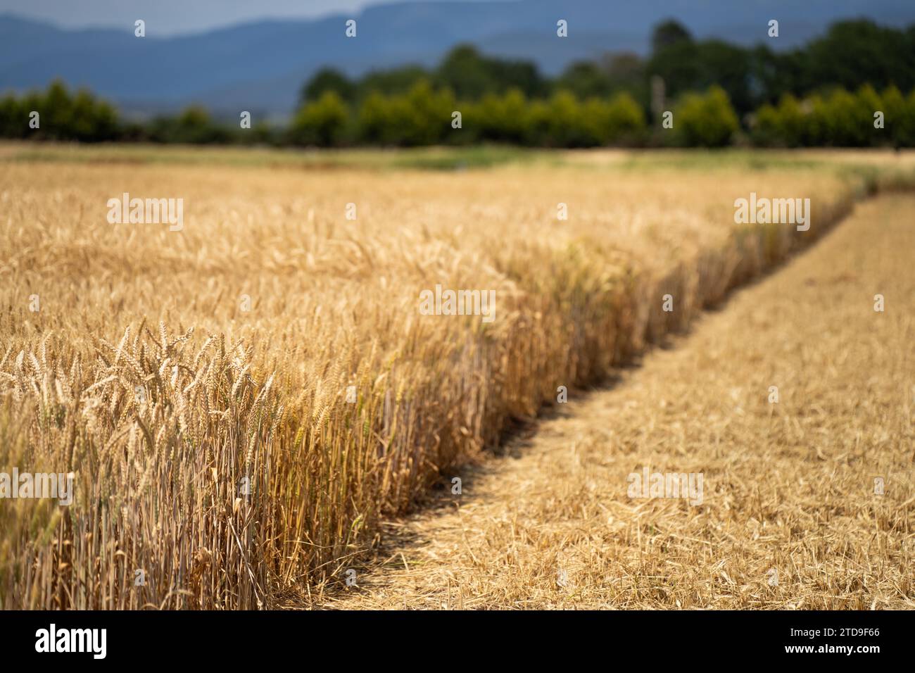azienda agricola rigenerativa. Coltivare grano e orzo coltivare agricoltura sostenibile in Australia coltivando ranch Foto Stock