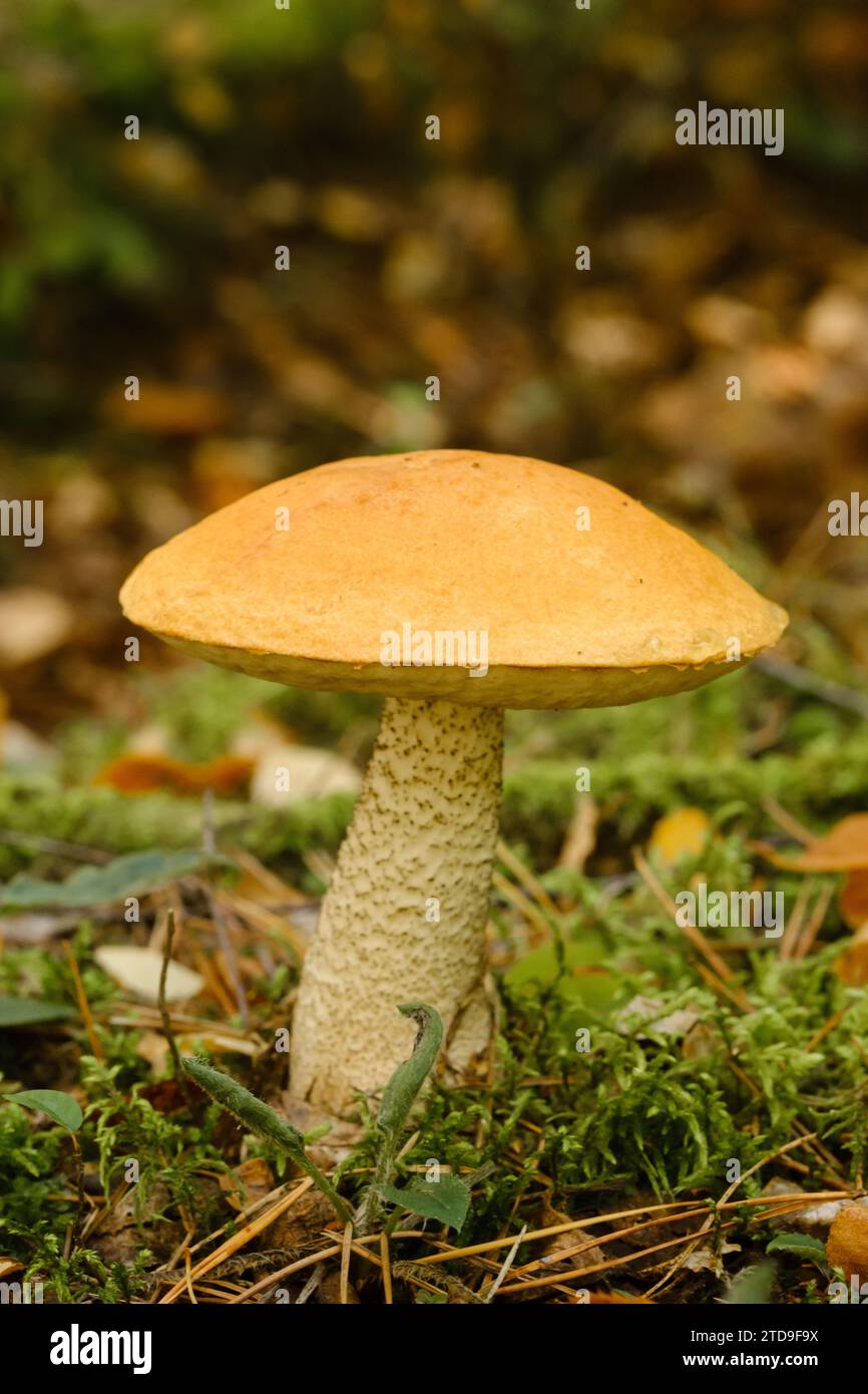 Nella foresta autunnale cresce un grande fungo aspen con un cappello d'arancia. Funghi nella foresta. Raccolta di funghi. Foto Stock
