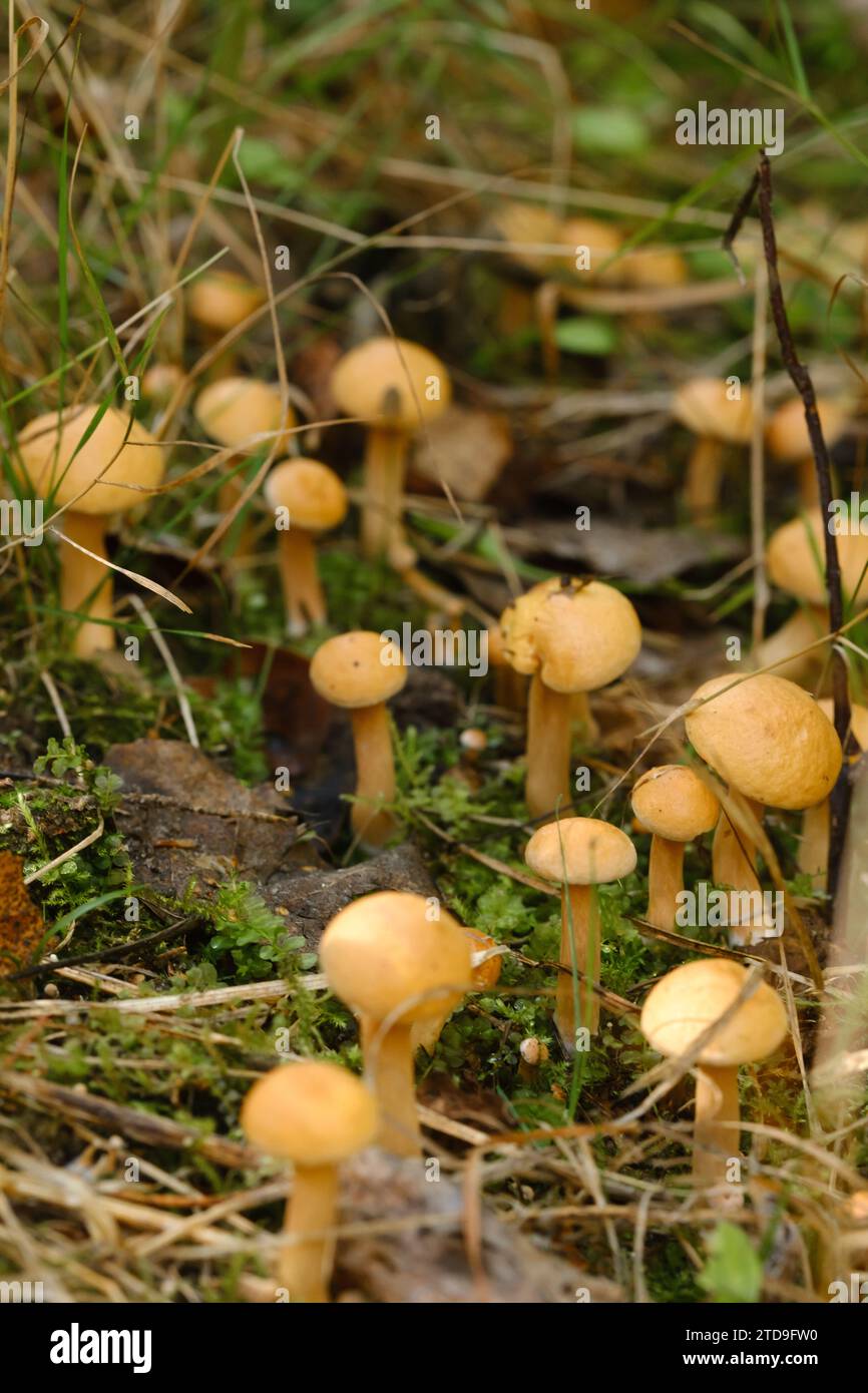 Ci sono molti giovani funghi di capra che crescono nella foresta. Foto Stock