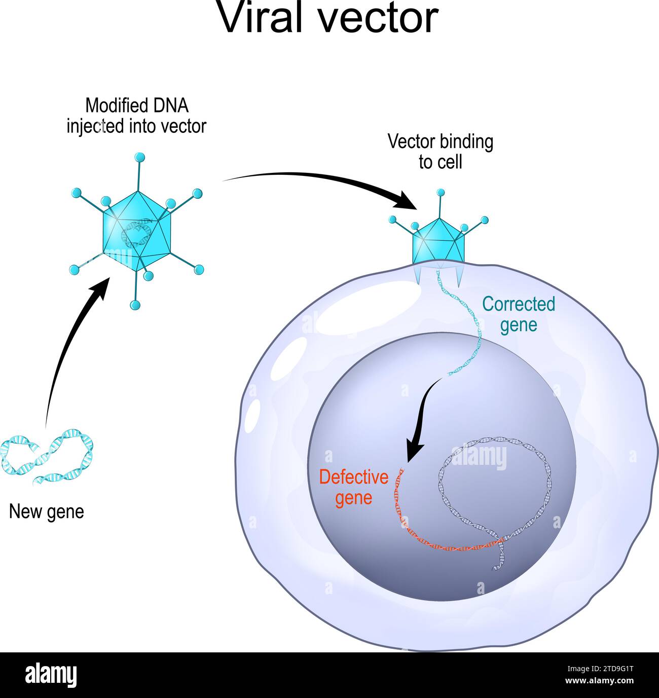Vettore virale per consegnare materiale genetico nelle cellule. Adenovirus per la terapia genica. Ingegneria genetica. Modifica genoma. Illustrazione vettoriale Illustrazione Vettoriale