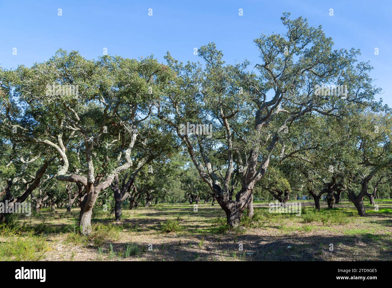 Foresta di querce di sughero (Quercus suber) vicino a Santiago do Cacem, Portogallo Foto Stock