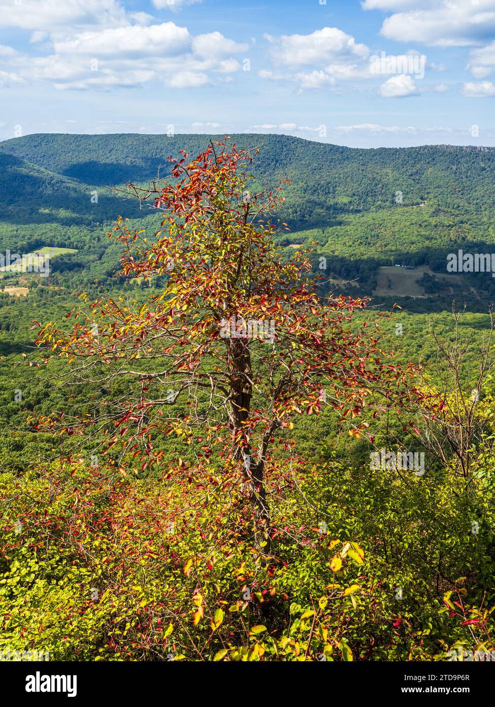 La panoramica distesa di natura selvaggia incorniciata da montagne boscose, osservate da Big Schloss al confine tra Virginia Occidentale e Virginia. Foto Stock
