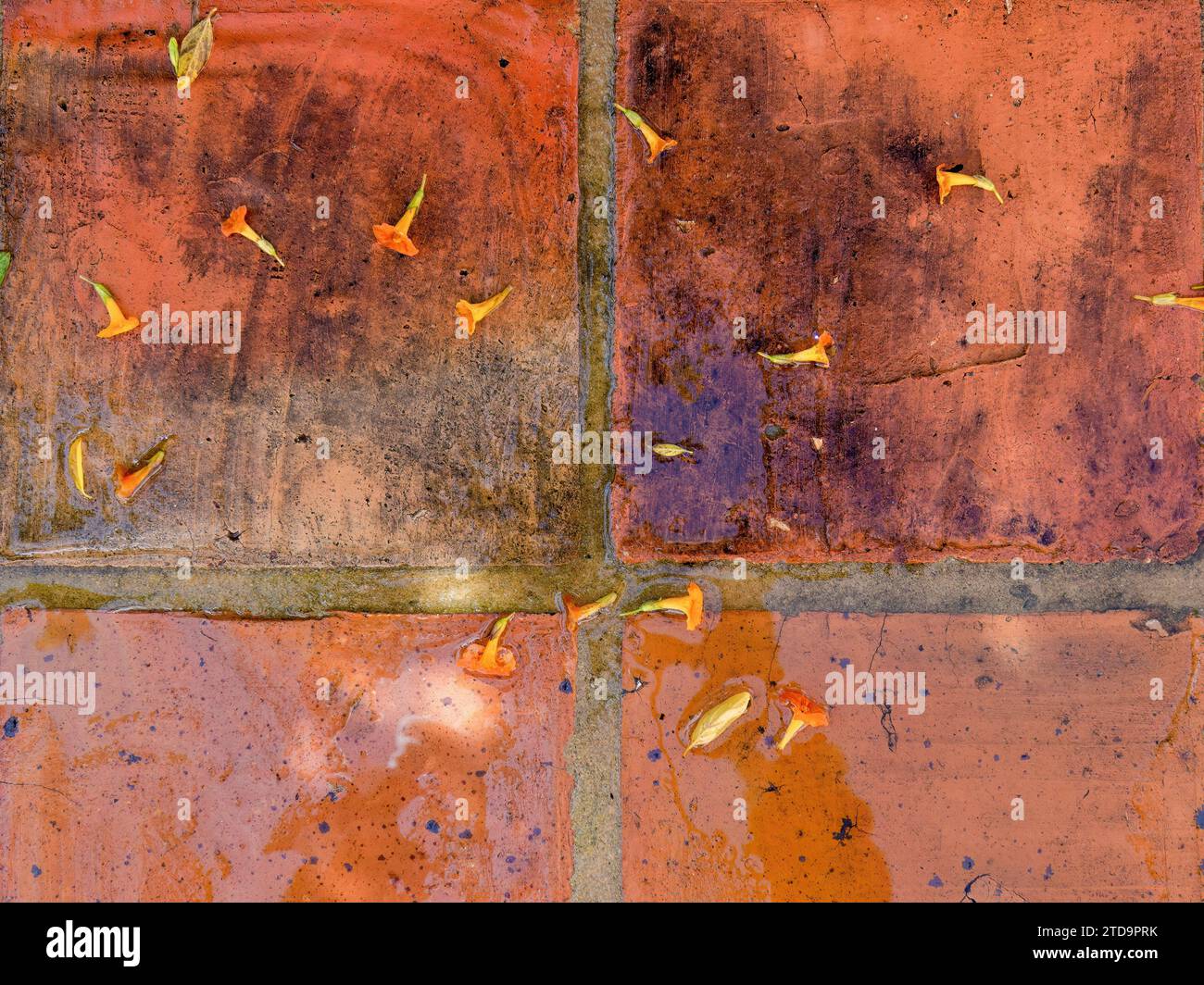 Fotografia ravvicinata di alcuni fiori di marmellata caduti su un rustico pavimento di argilla bagnata, in una fattoria nelle montagne andine orientali della Colombia centrale. Foto Stock