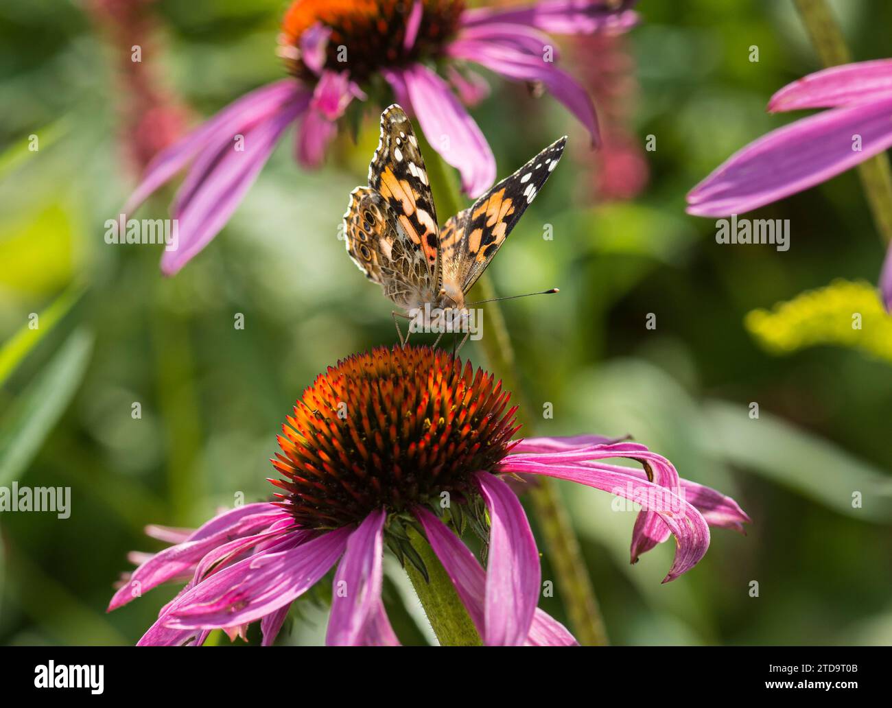 La farfalla dipinta Vanessa cardui, che si nutre di un Coneflower Echinacea purpurea in un giardino, North Yorkshire, agosto Foto Stock