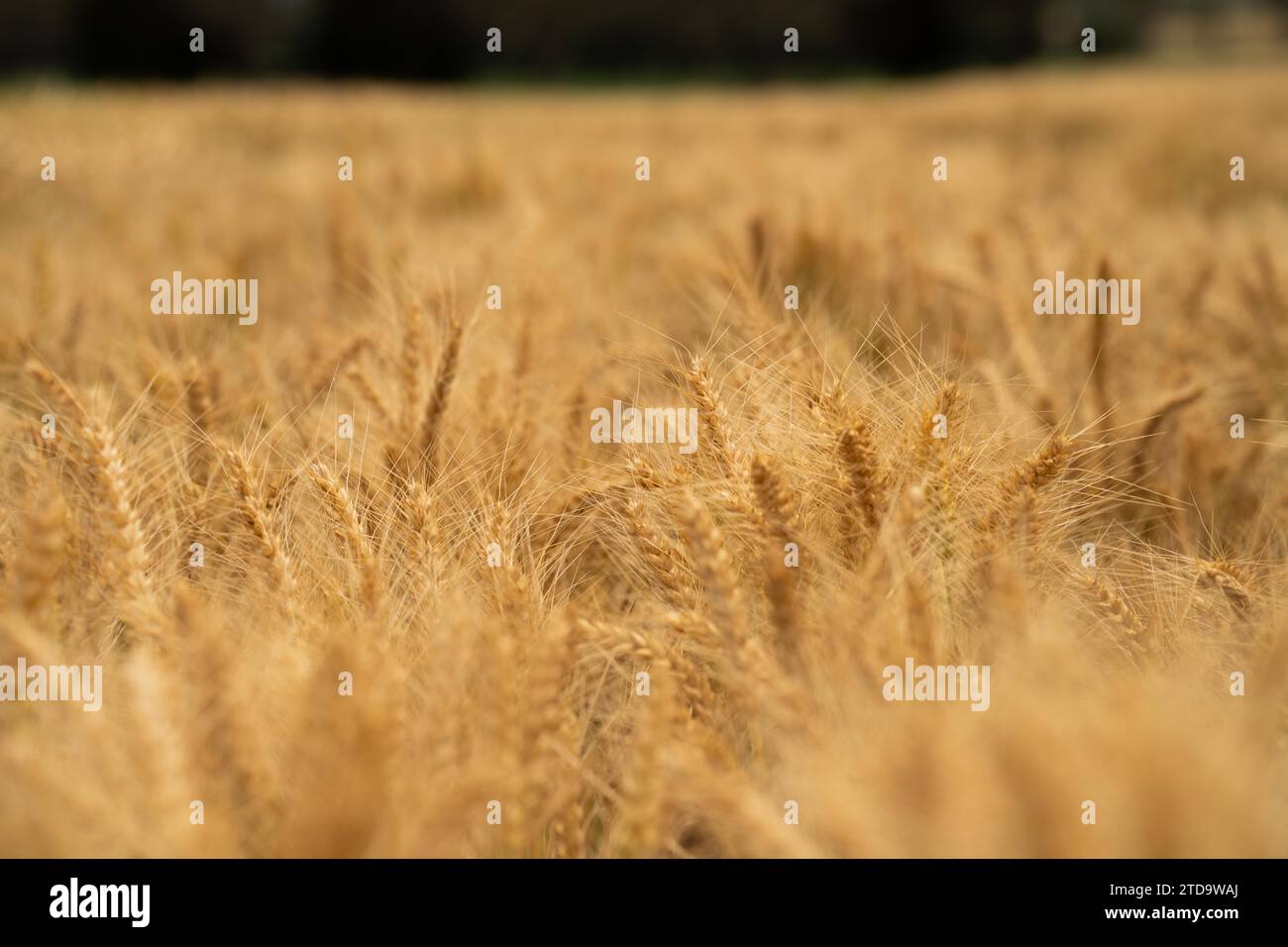 varietà di frumento in un campo in estate Foto Stock