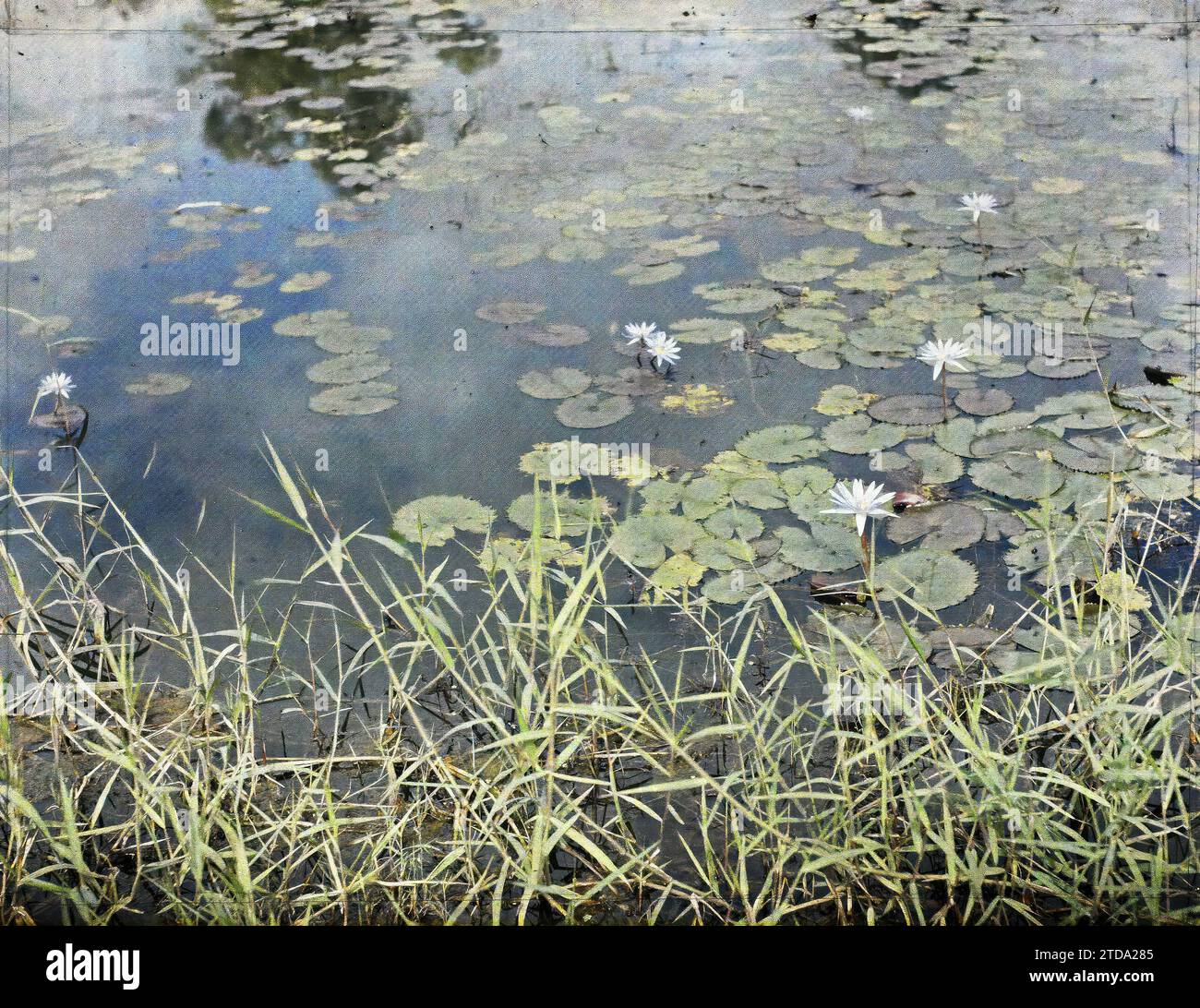 Tonchino, Indocina Gigli d'acqua blu su uno stagno, natura, ambiente, Loto, lago, stagno, fiore, vegetazione, botanica, Indocina, Tonchino, Fiori dei campi - Gigli d'acqua azzurri, Tonchino, 01/01/1914 - 31/12/1915, Busy, Léon, fotografo Léon occupato en Indochine, Autochrome, foto, vetro, Autochrome, foto, positivo, orizzontale, dimensioni 9 x 12 cm Foto Stock