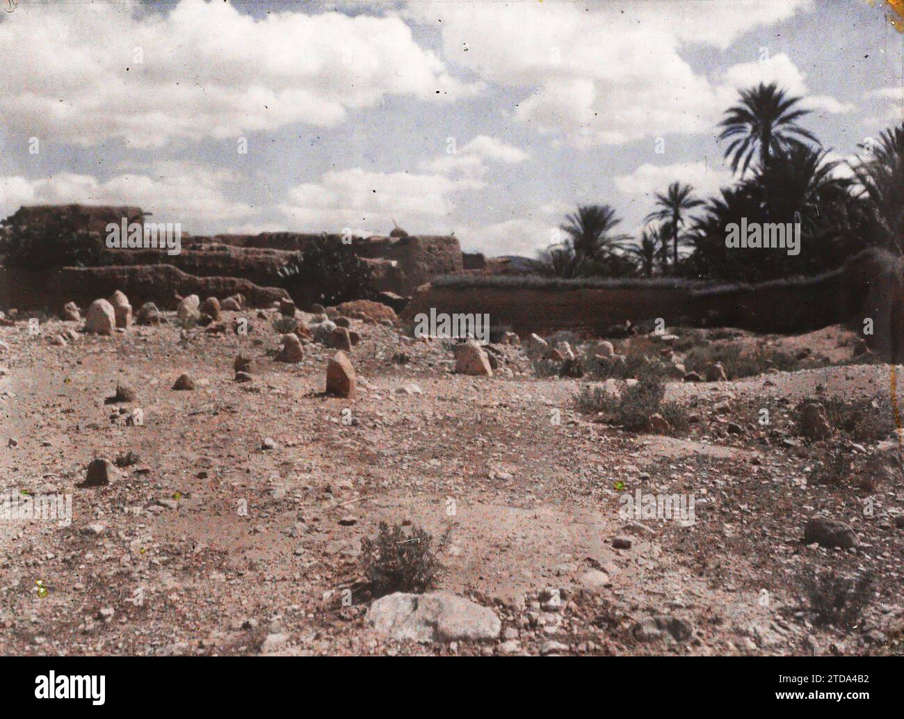 El Kantara, Algeria Un cimitero, religione, Habitat, architettura, cimitero, palme, palmeto, stele, Islam, architettura rurale, Oasi, El Kantara, cimitero arabo, El Kantara, 01/01/1911 - 31/12/1911, 01/01/1910 - 31/12/1910, 01/01/1909 - 31/12/1909, Gervais-Courtellemont, Jules, 1909 ou 1910 - Algérie, Tunisie - Jules Gervais-Courtellemont et Souvieux, Autochrome, Photo, Glass, Autochrome, foto, orizzontale, dimensioni 9 x 12 cm Foto Stock