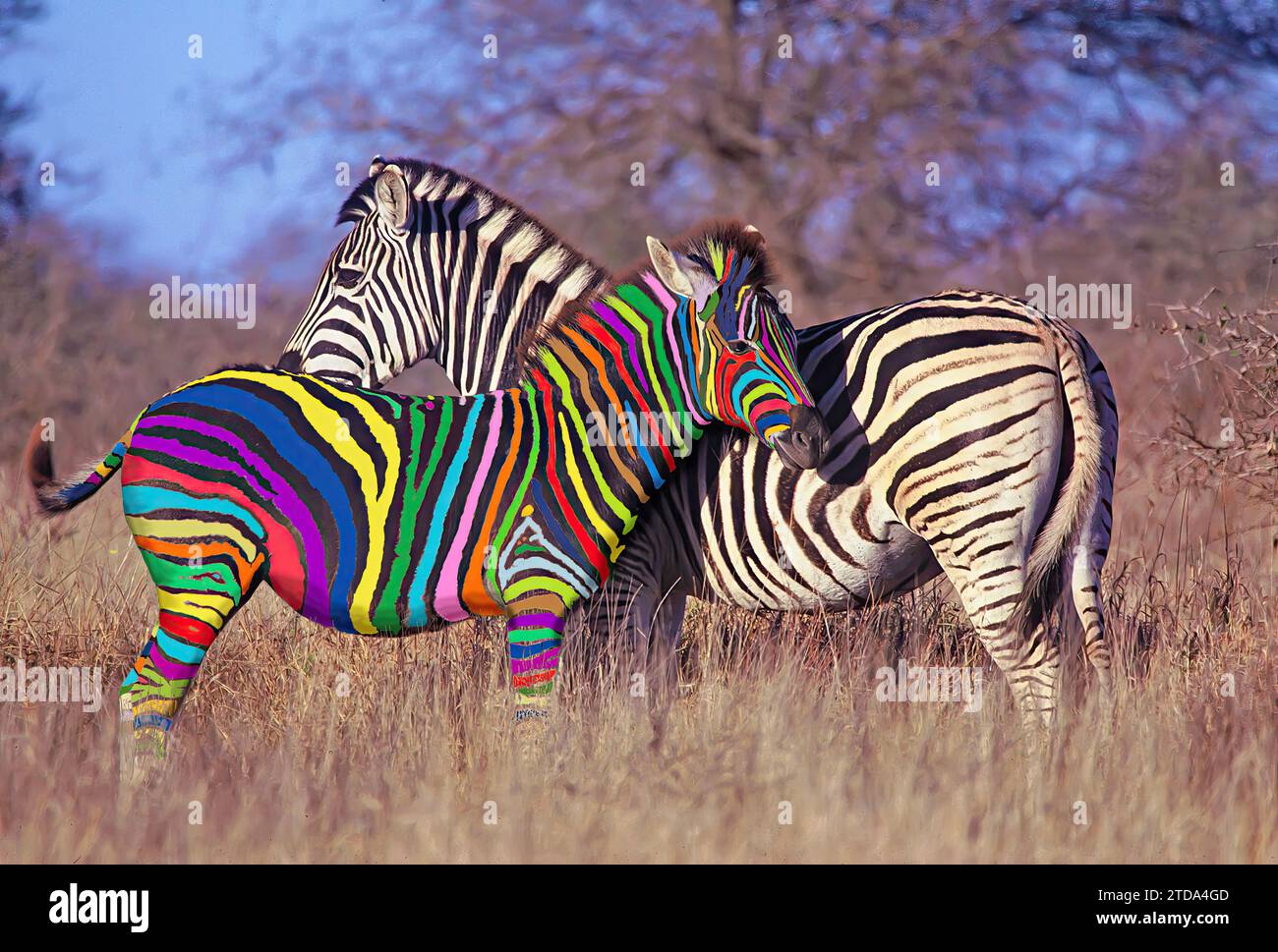 Due zebre, madre e bambino con strisce multicolore Foto Stock