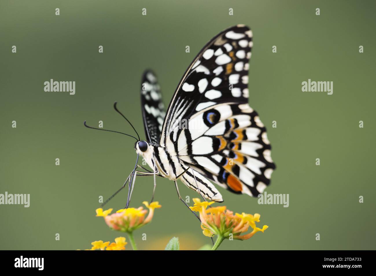 Papilio demoleus, farfalla di lime, farfalla di limone, coda di rondine di lime, coda di rondine a scacchi nella foresta tropicale (CTK Photo/Ondrej Zaruba) Foto Stock