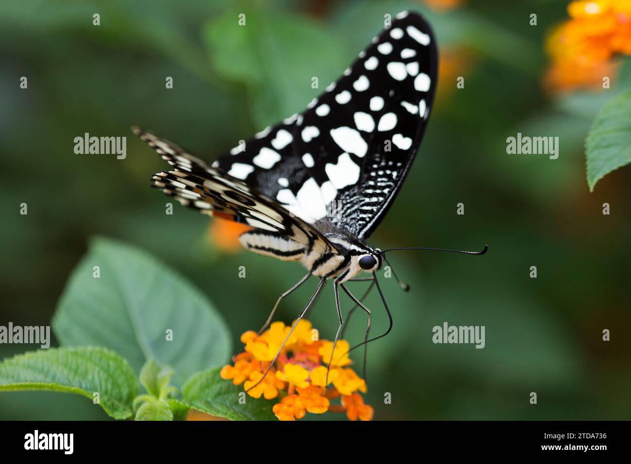 Papilio demoleus, farfalla di lime, farfalla di limone, coda di rondine di lime, coda di rondine a scacchi nella foresta tropicale (CTK Photo/Ondrej Zaruba) Foto Stock