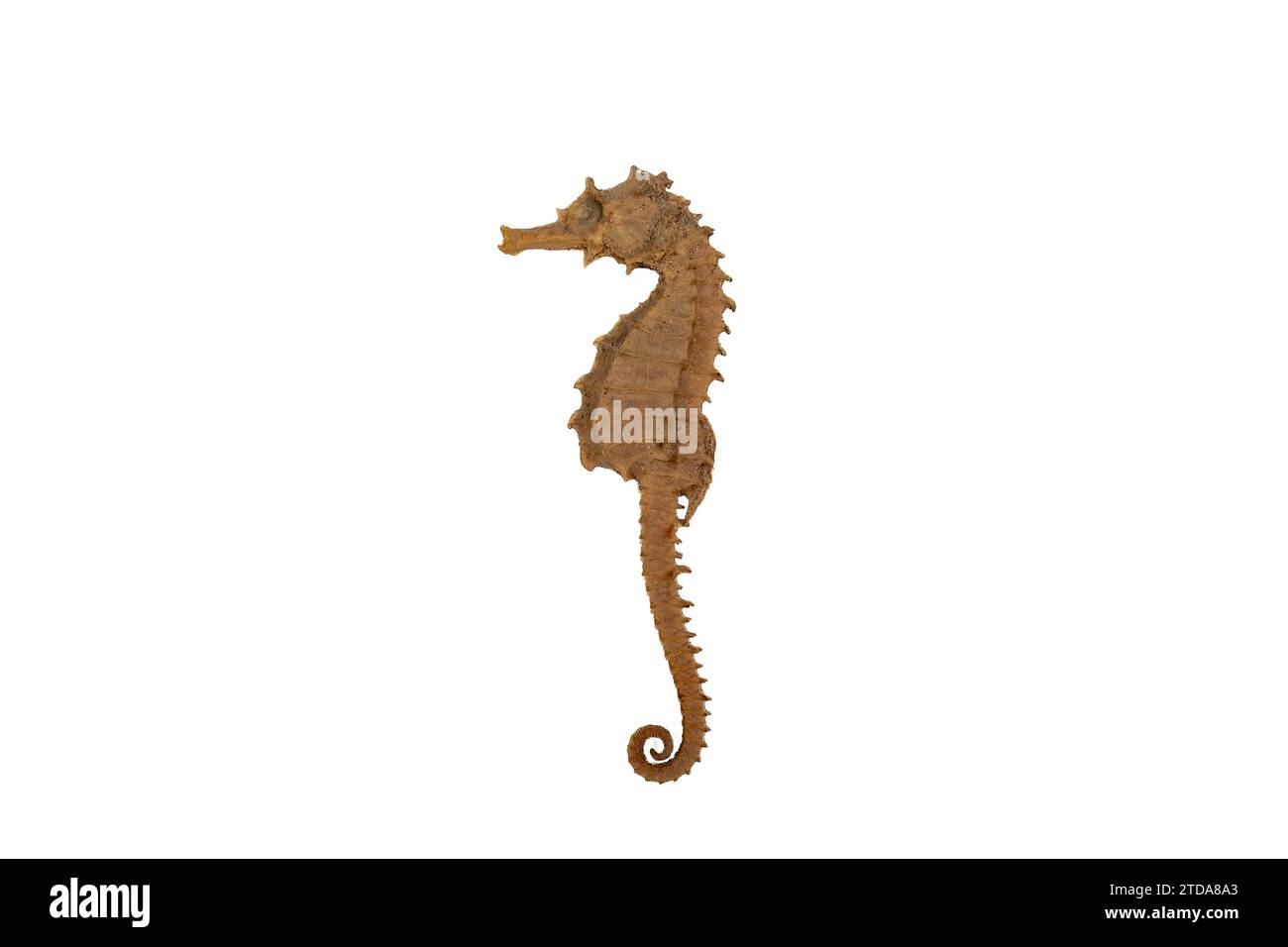 Seahorse Fossil Bones: Rara reliquia subacquea su sfondo bianco Foto Stock