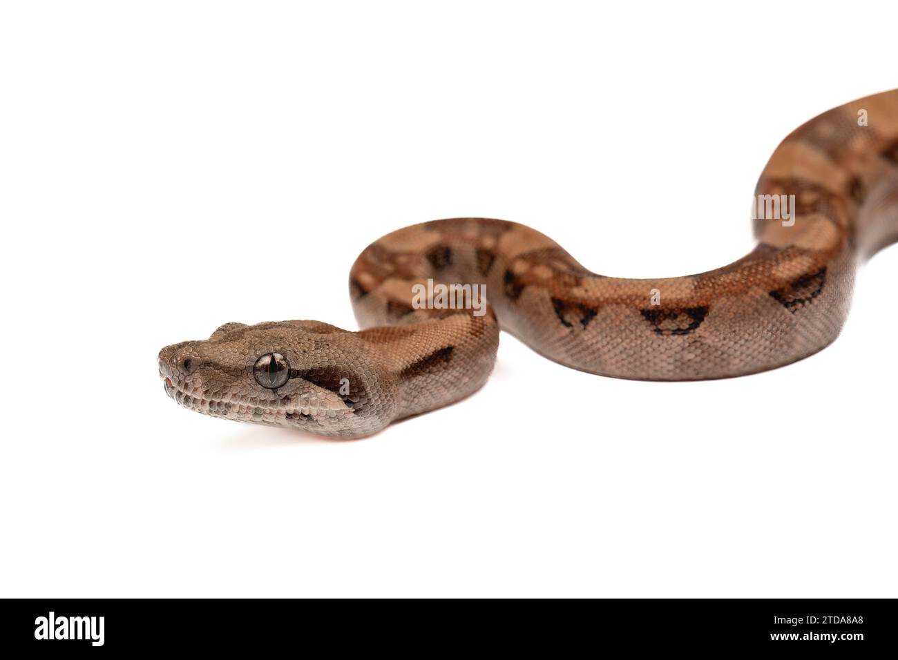 Incantevole Baby Boa Constrictor: Exotic Wildlife su sfondo bianco Foto Stock