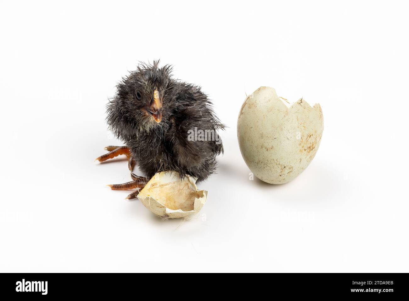 Birth Concept - pulcino nero di Pasqua appena schiusa con piume, capelli e uova incrinate Foto Stock