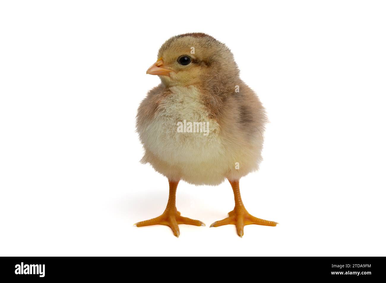 Buona Pasqua! Pulcino di Pasqua appena nato: Simbolo del rinnovamento primaverile Foto Stock