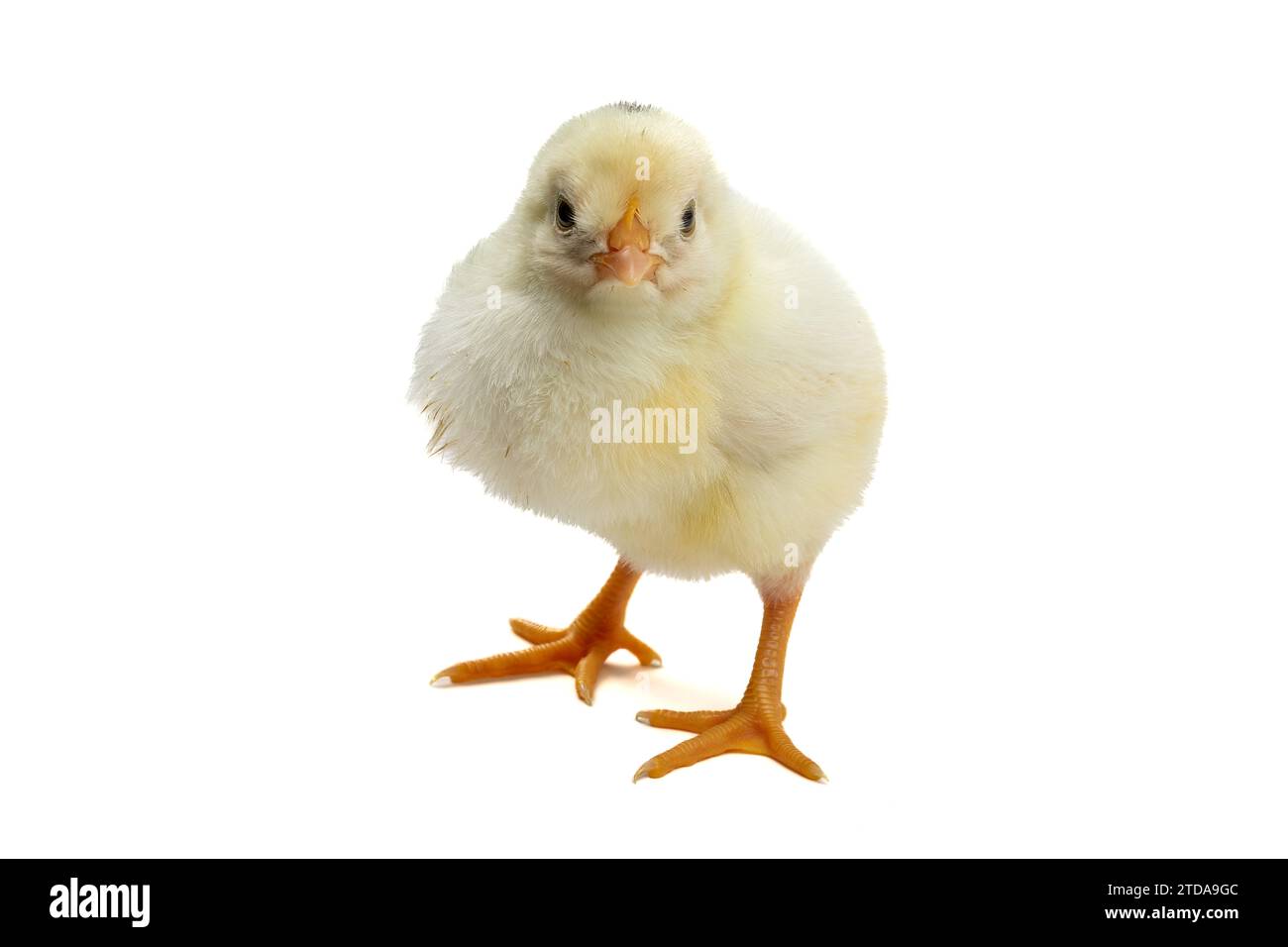 Buona Pasqua! Pulcino di Pasqua appena nato: Simbolo del rinnovamento primaverile Foto Stock