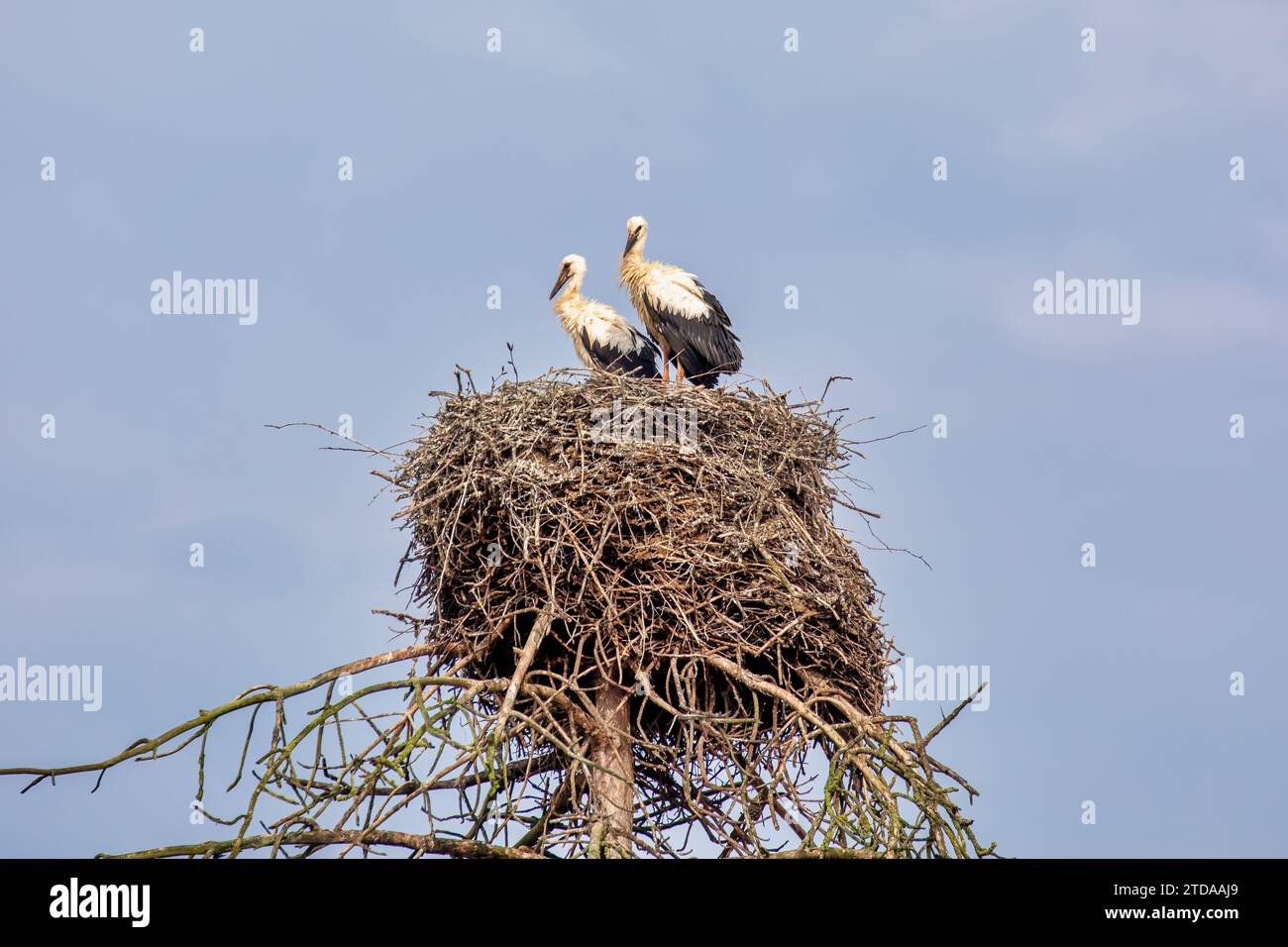 Symbolic Stork Nest: Simbolismo tradizionale tedesco per la fertilità e i neonati Foto Stock