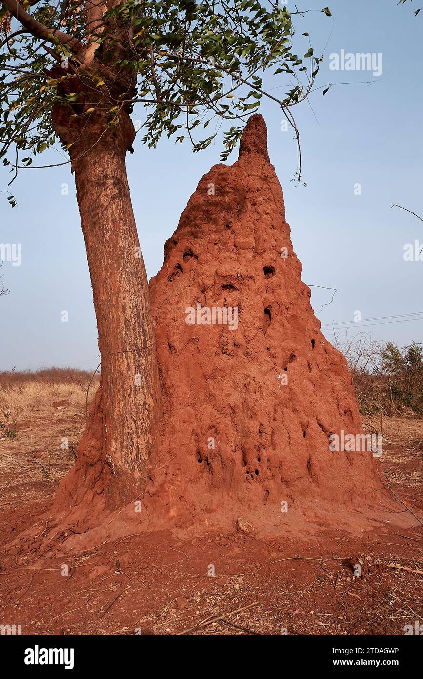 Terme, parco nazionale di Niokolo Koba, Senegal, Africa occidentale Foto Stock