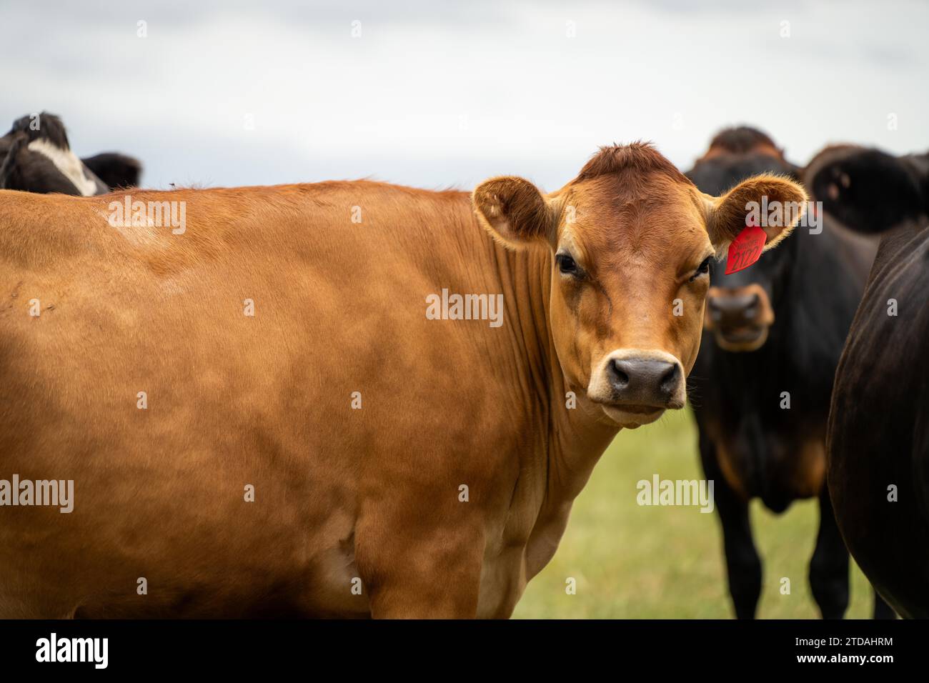 Vacche da latte che pascolano su erba verde in primavera Foto Stock