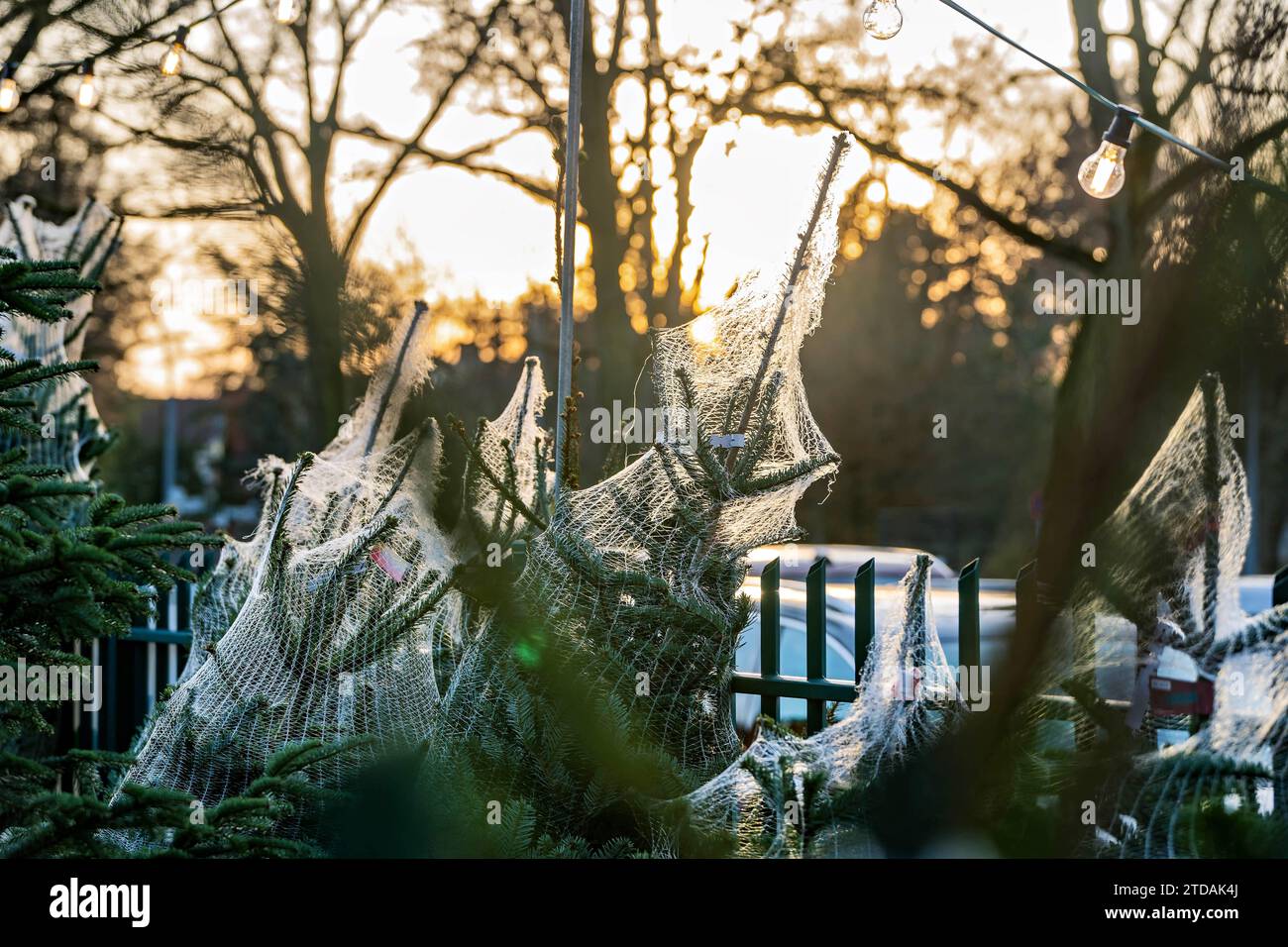 Vendita Di Alberi Di Natale 17.12.2023,Berlino,Verkauf von Weihnachtsbäumen im Ortsteil Dahlem