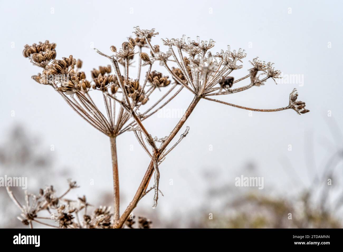 Finocchio, Foeniculum vulgare, teste di semi ricoperte di ghiaccio in nebbia il giorno di dicembre nel giardino del Norfolk. Lasciato nel giardino come interesse strutturale durante l'inverno Foto Stock