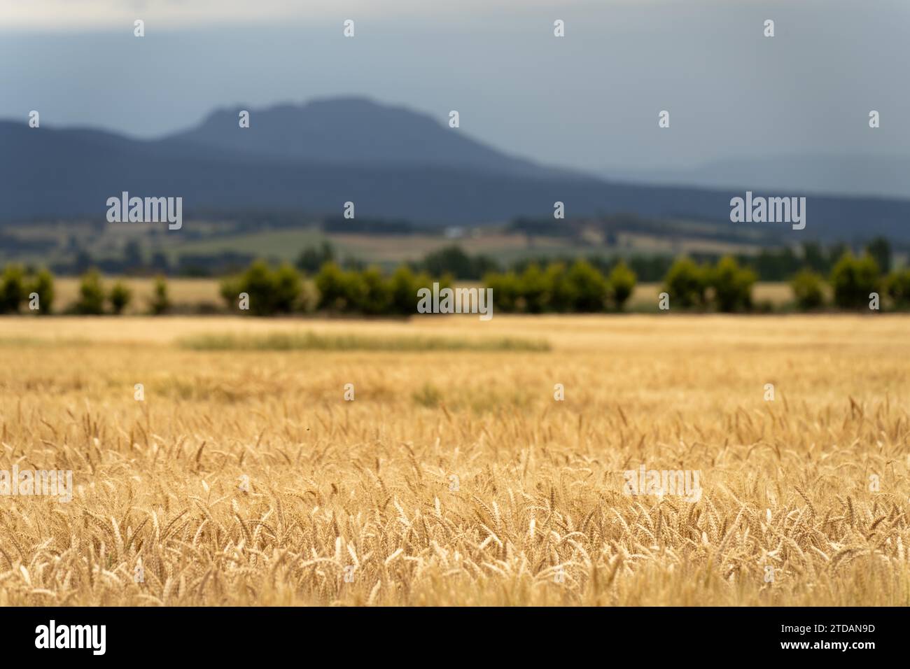 varietà di frumento in un campo in estate Foto Stock