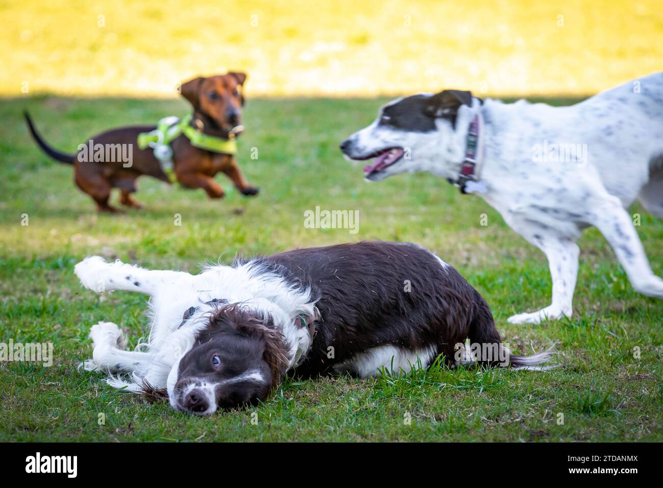 Simpatici cani che giocano insieme a dei ballerini che inseguono nel parco dei cani Foto Stock