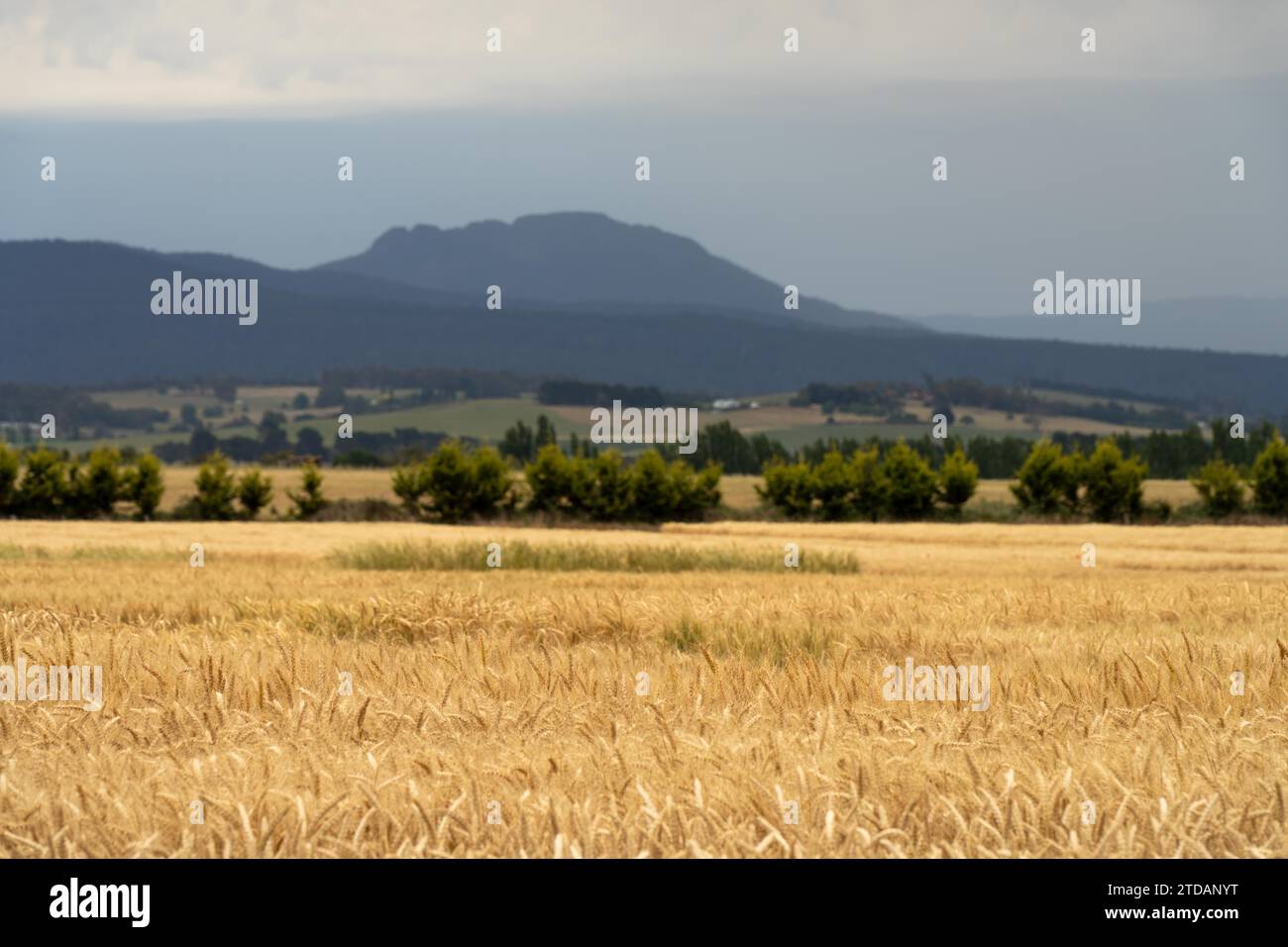 azienda agricola rigenerativa. Coltivare grano e orzo coltivare agricoltura sostenibile in Australia coltivando ranch Foto Stock