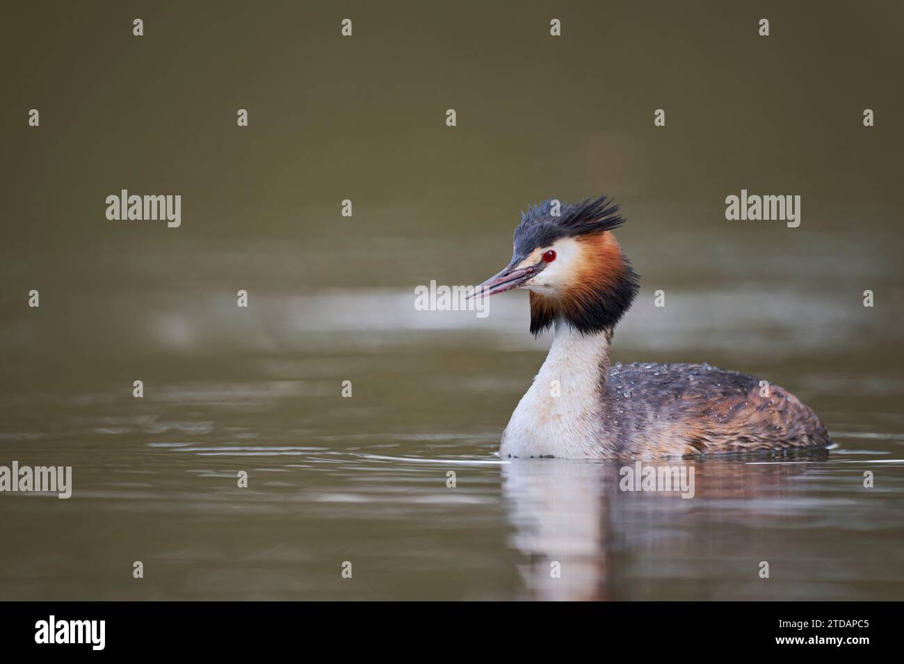 Haubentaucher, Podiceps cristatus, Svasso maggiore Foto Stock