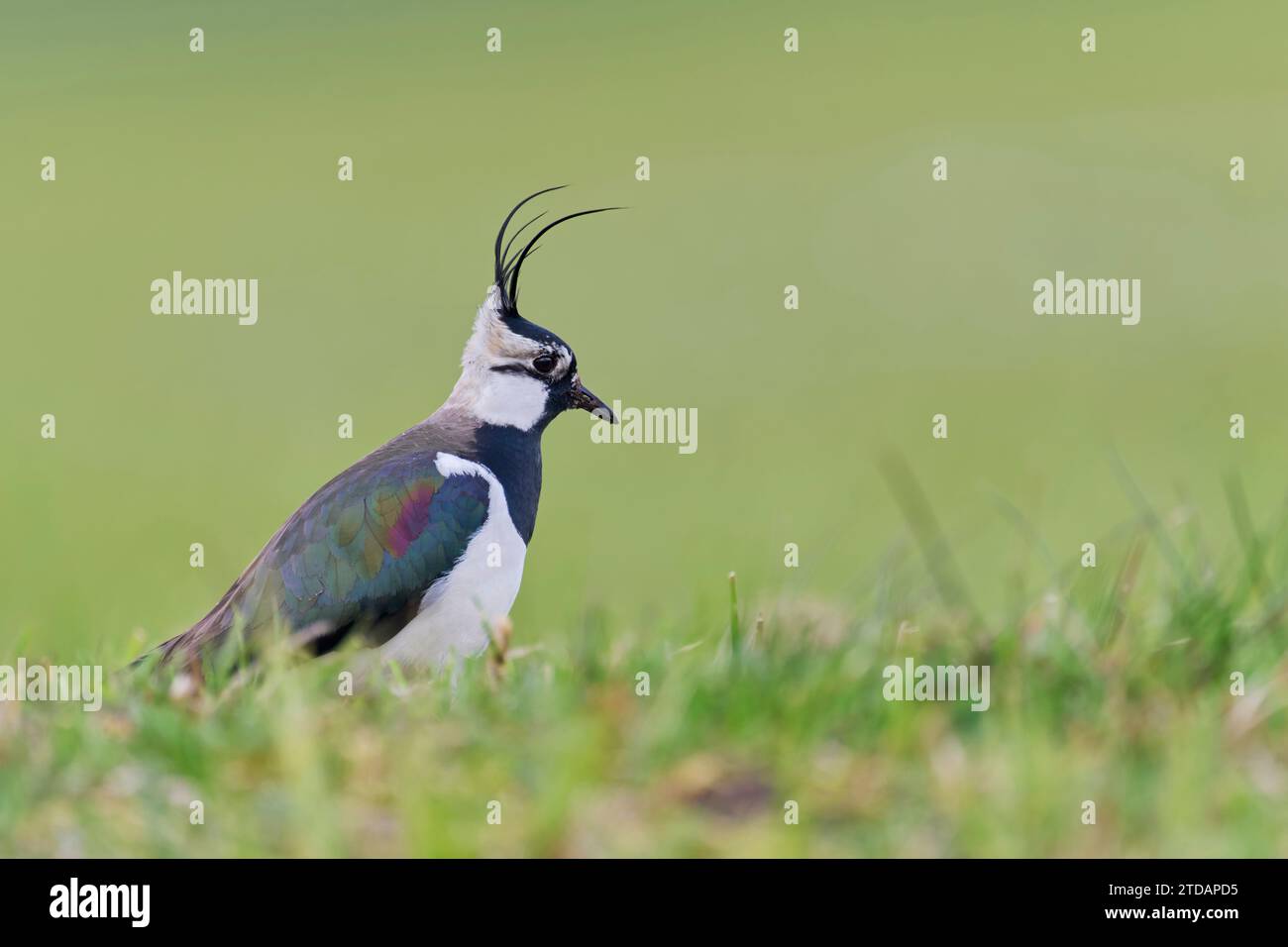 Kiebitz, Vanellus vanellus, Pavoncella Foto Stock