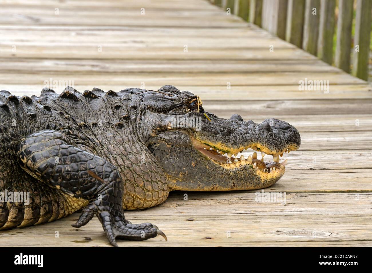 Vista ravvicinata di un grande alligatore che riposa su una passerella in legno nelle Everglades. Foto Stock