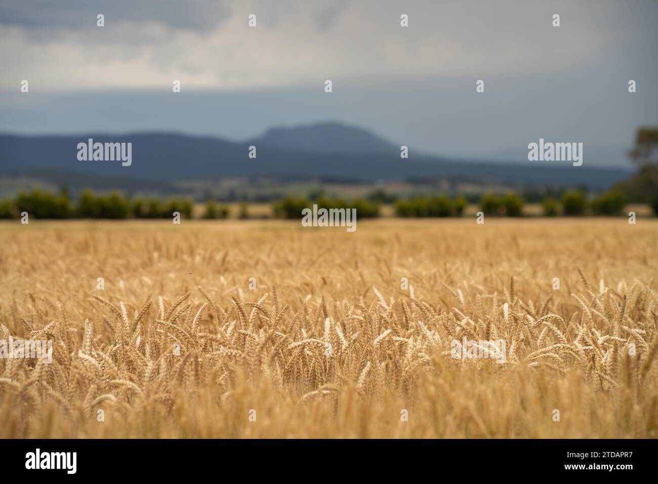 azienda agricola rigenerativa. Coltivare grano e orzo coltivare agricoltura sostenibile in Australia coltivando ranch Foto Stock