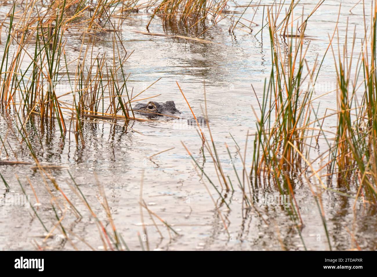 Testa di un grande alligatore che si mostra sopra la superficie dell'acqua tra le canne delle Everglades. Foto Stock