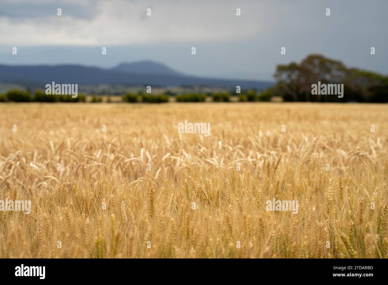 varietà di frumento in un campo in estate Foto Stock