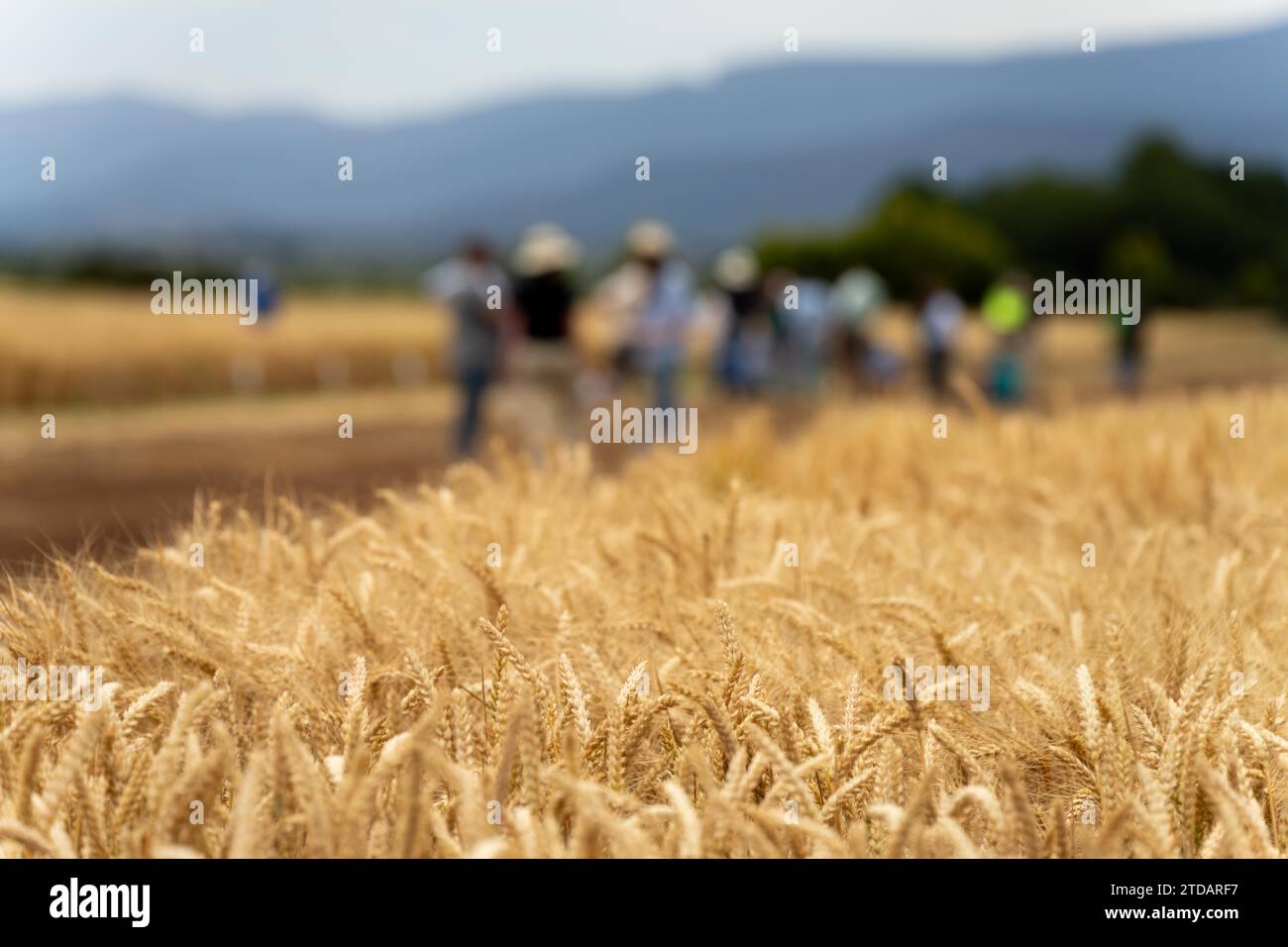 gruppo di agricoltori che fanno una passeggiata sul raccolto imparando a conoscere la salute del raccolto e l'agronomia da un agronomo agricolo di prove di grano e orzo in australia Foto Stock