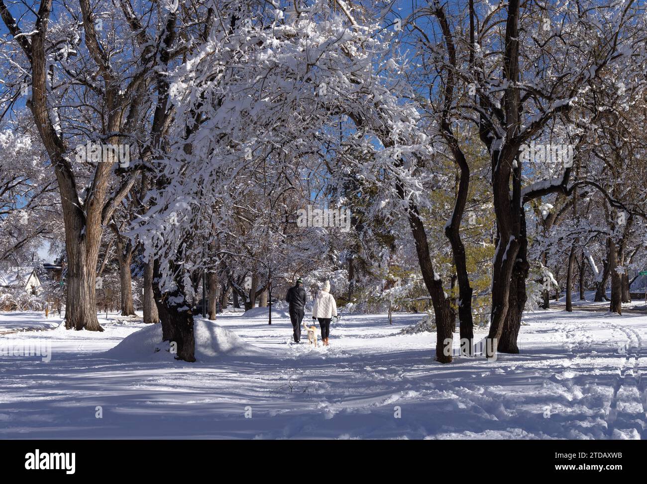 Una coppia che fa una passeggiata con il proprio cane in una splendida giornata invernale a Denver, Colorado. Foto Stock