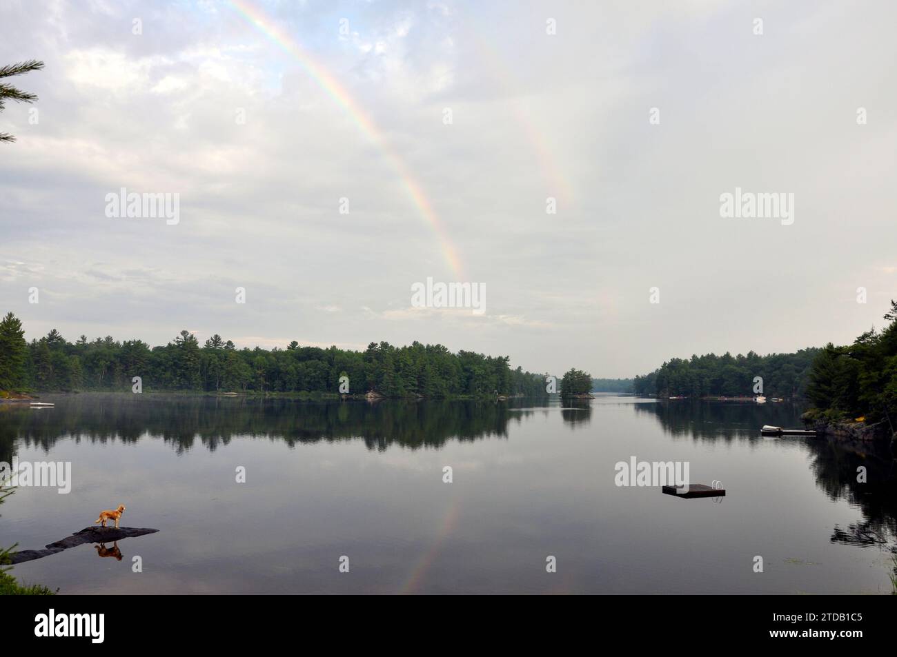 Un cane Golden retriever gode di un'alba rilassante a Muskoka con riflessi arcobaleno sul lago. Foto Stock